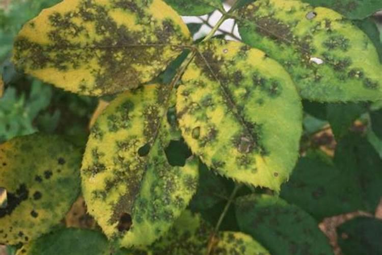 梅雨季节月季能施肥吗