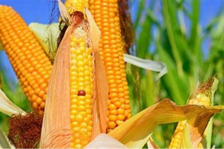 种玉米最忌三种肥料
