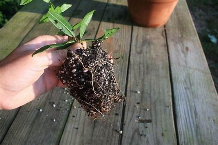 木槿花何时扦插易生根