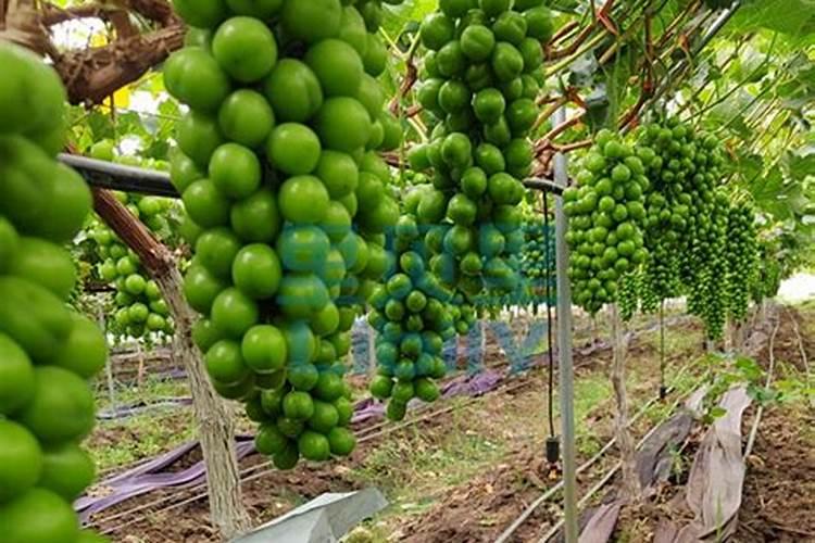 葡萄膨果期用什么肥料？老农是这样做的