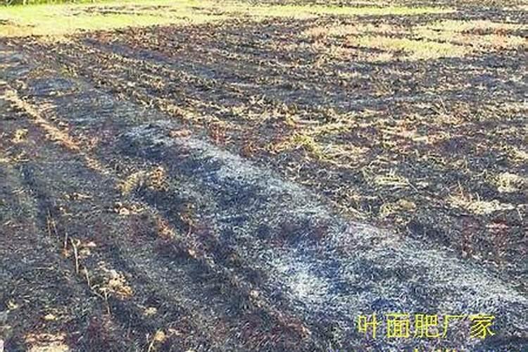 草木灰如何正确使用呢？