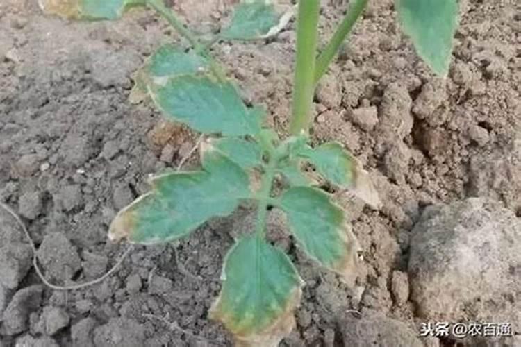 肥料用多了,花草叶子下垂快死了怎么办