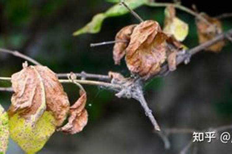 给花树一次性施肥过量了,有什么补救措施吗？