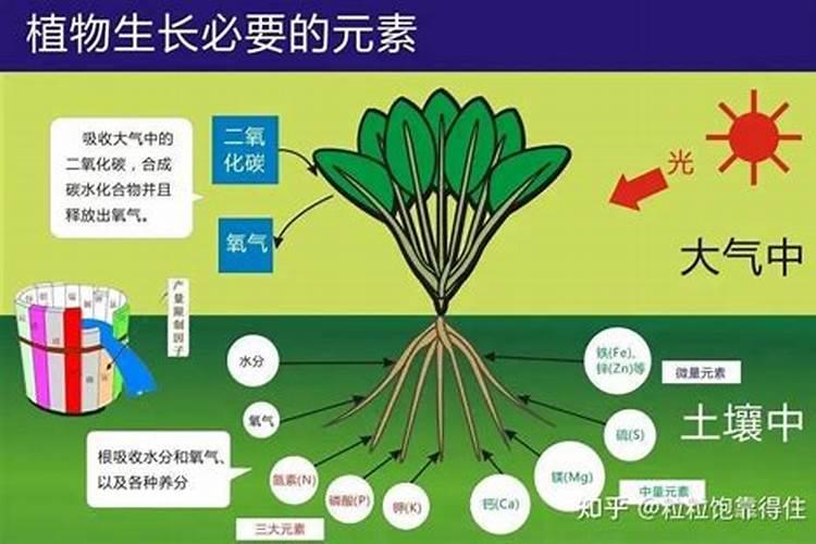 微量元素水溶肥怎么用？为什么要用微肥？