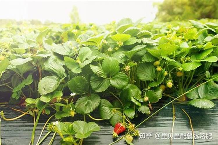 草莓用什么水溶肥好？看了这篇文章就知道了!