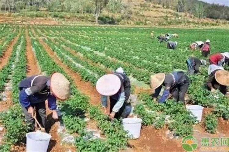 马铃薯微型薯肥料过量造成肥害怎么治疗及方法