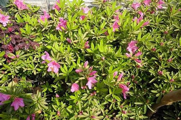 杜鹃花如何载培