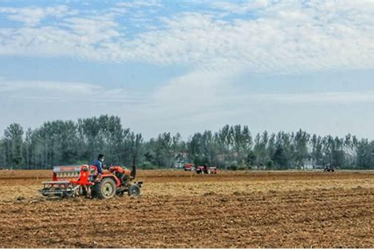 秋播小麦怎样夺高产？今年播种,牢记这8条小麦管理技术!