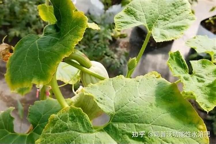 黄瓜卷叶是怎么回事