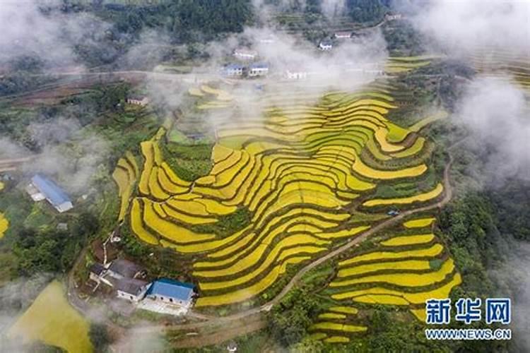 水稻硅锌肥什么时候用 使用注意事项