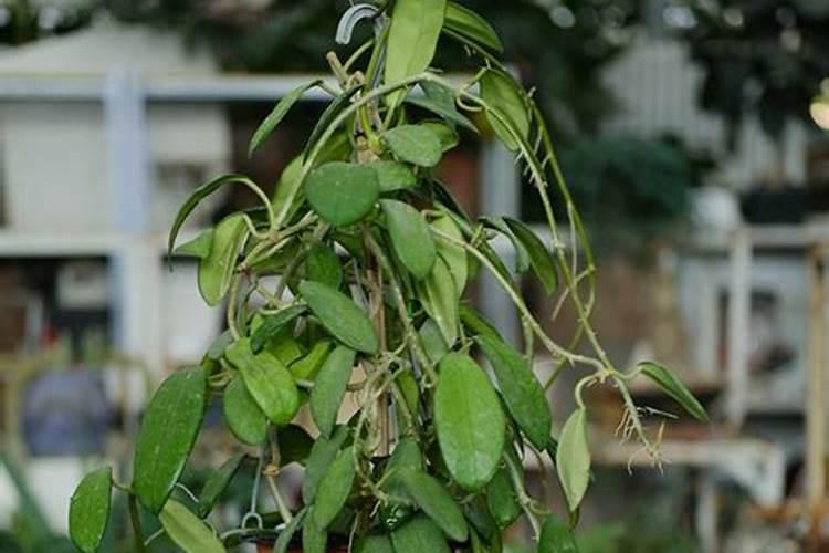 球兰用什么肥料最好,怎么施肥