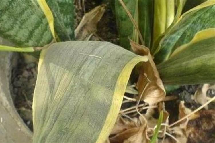 球兰用什么肥料最好