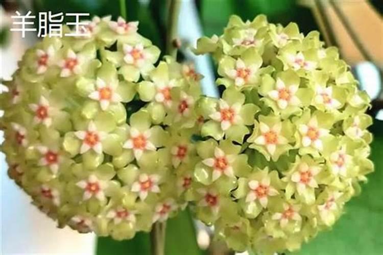 球形花的养殖方法 球形花的养殖方法有哪些