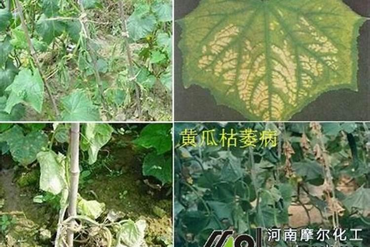 黄瓜打什么叶面肥黑绿
