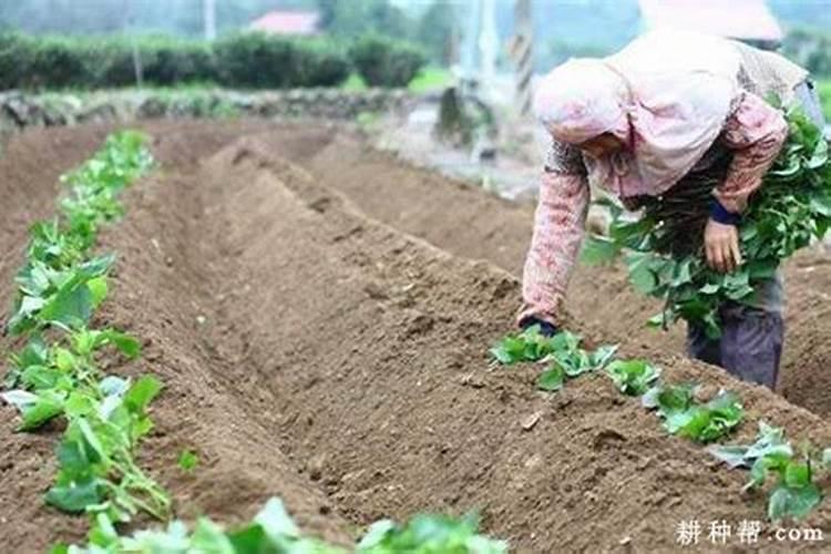 腐熟的液肥是什么肥