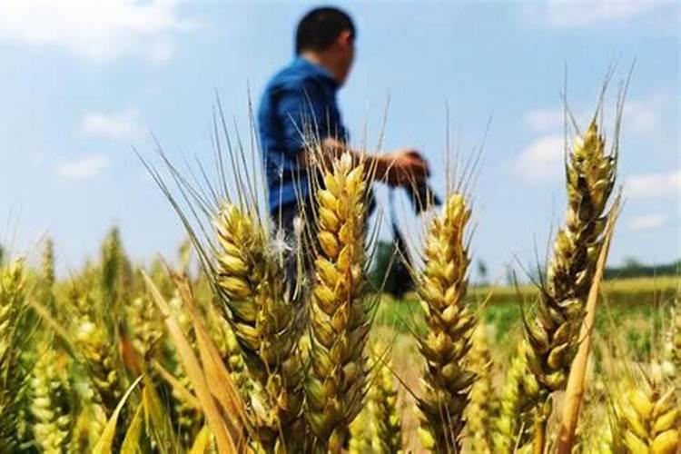 小麦施肥最佳时间