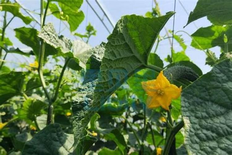 芸苔素有矮壮植物的效果吗