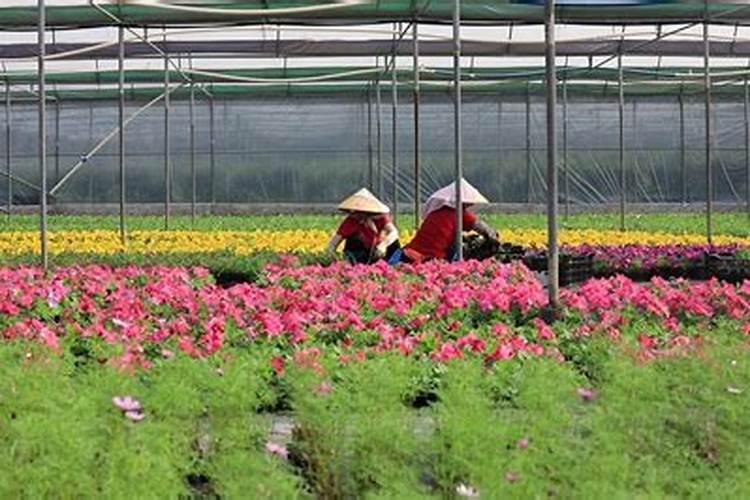 珠海道路景观花卉是在哪里购买的？