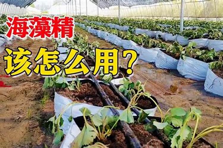 海藻精的正确使用方法