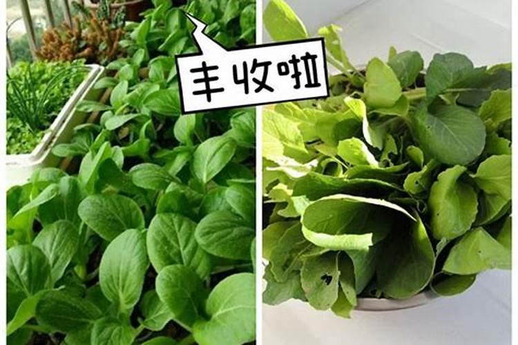 氮肥适合什么农作物 氮肥属于哪种肥料