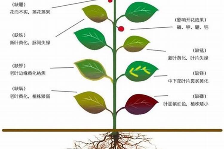 花的叶子发黄、是缺什么？要施含什么元素的肥？