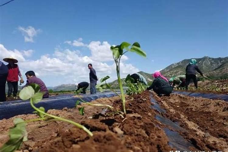 红薯钾肥使用技巧 植株促进早发