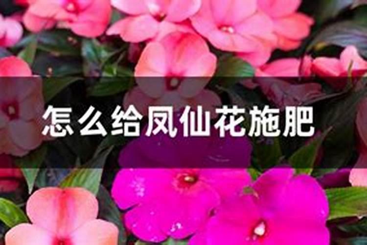 凤仙花要怎样施肥？