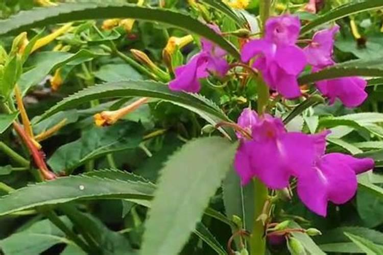 凤仙花怎么施肥