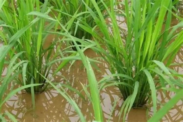 水稻移栽后需施什肥料