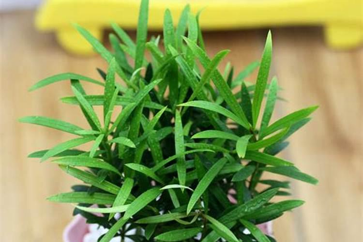 罗汉松施肥技巧