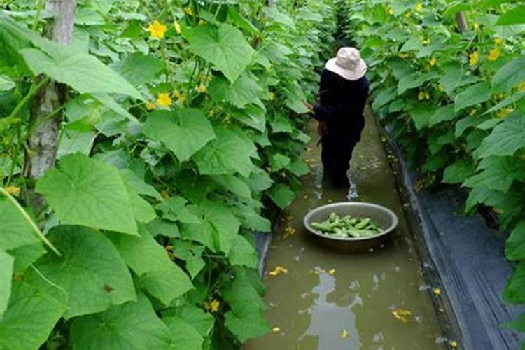 黄瓜苗期用什么肥料,黄瓜生根水溶肥