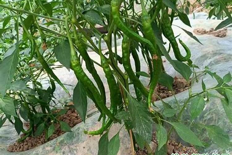 辣椒用什么叶面肥