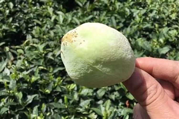 油茶树用什么肥料比较好