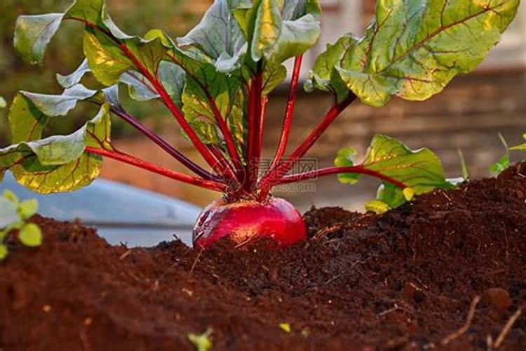 荔枝树叶子黄了怎么补救