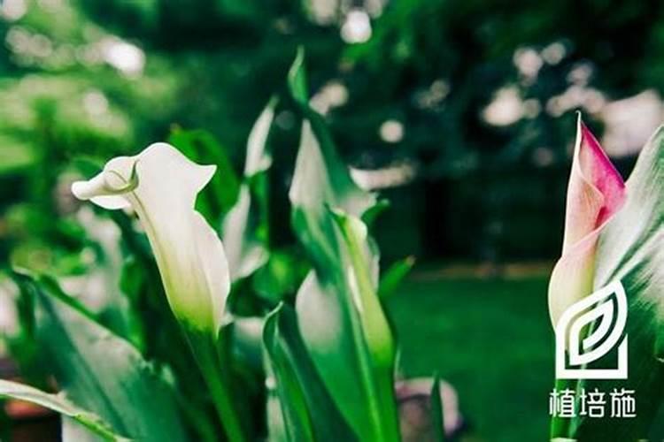 荔枝树叶子发黄是怎么回事