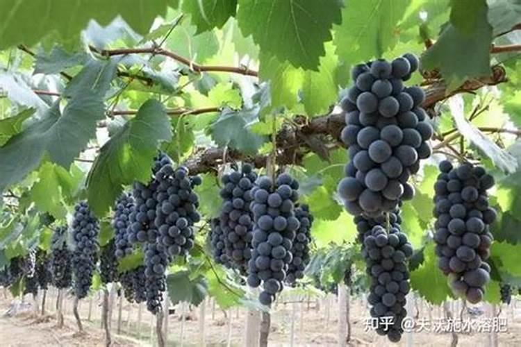 葡萄生根肥用什么好