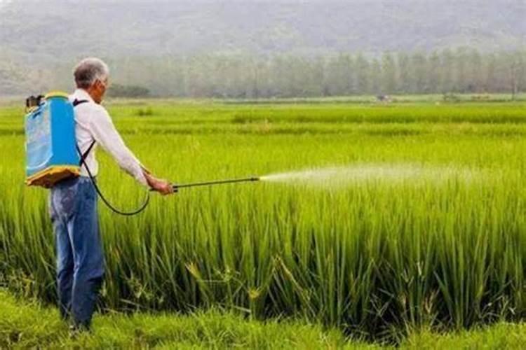 杨树浇水加尿素芸苔素加矿源黄腐酸钾的功效与作用和配方