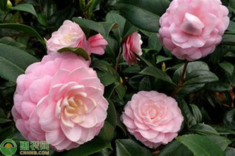 茶花移栽后多久施肥