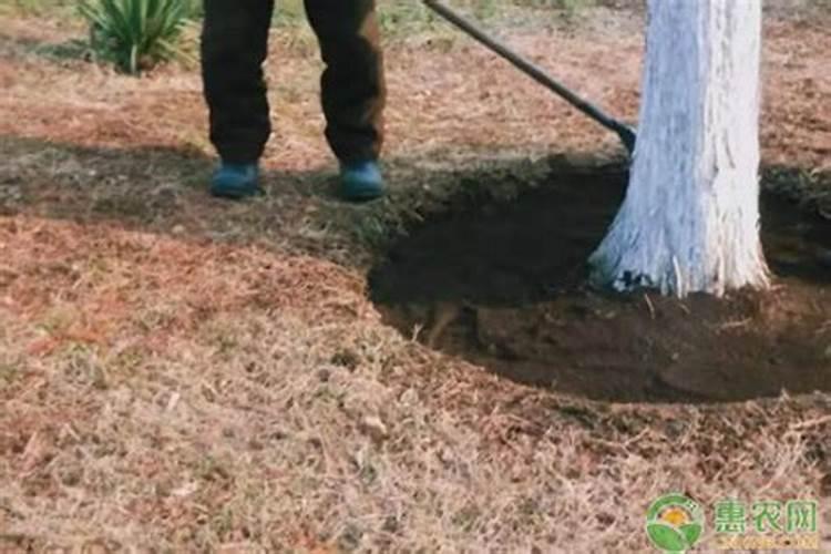 给大树施肥的正确方法