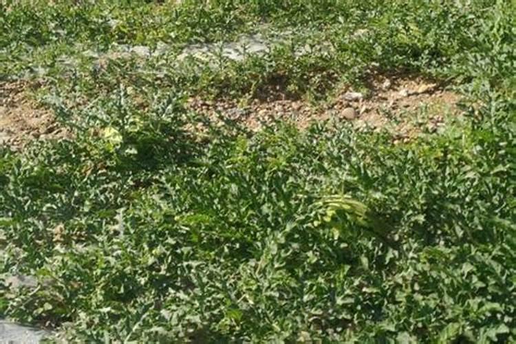 西瓜底肥过多烧苗怎么办？