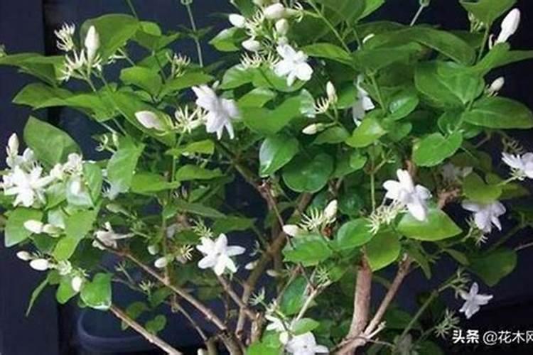 茉莉花多久施一次肥