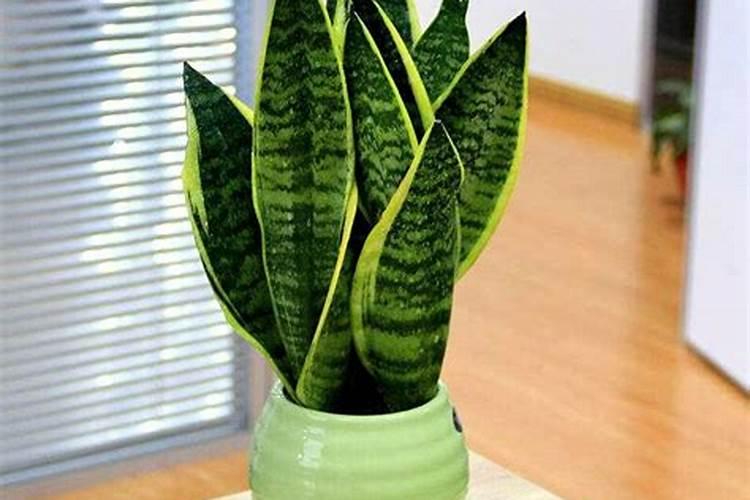 虎皮兰用什么肥料好