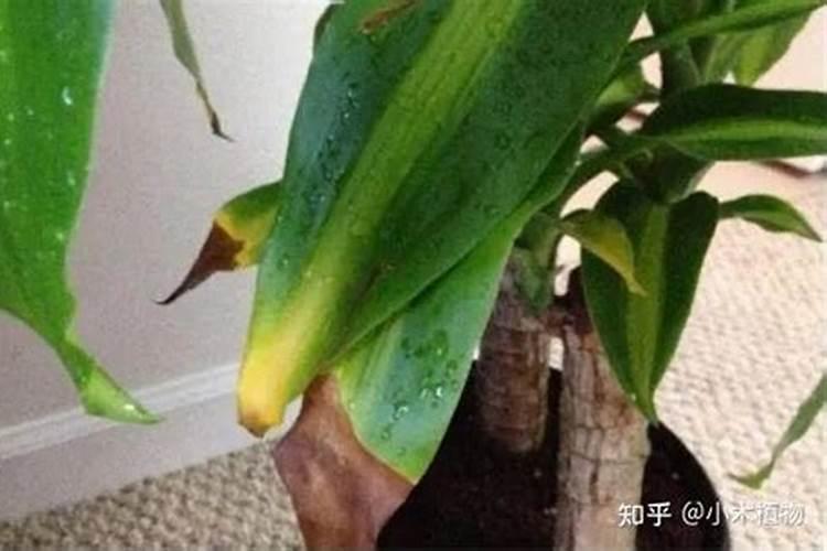 巴西木叶子枯黄了怎么办