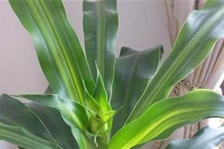 巴西木叶子发黄枯萎怎么补救