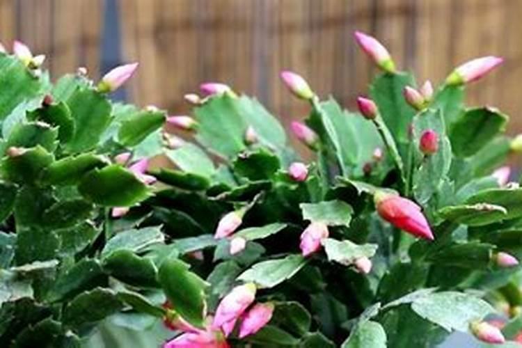 仙人掌用什么肥料好