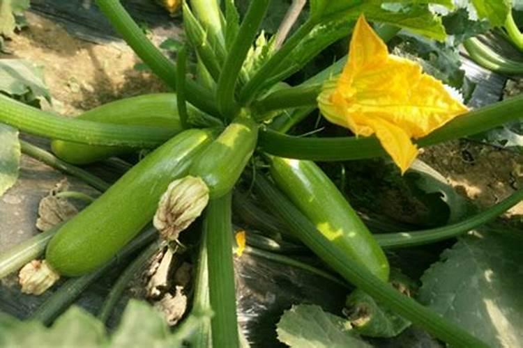 葫芦需要什么肥料 叶面肥使用最佳时间