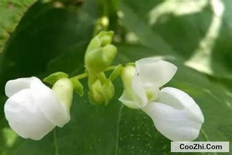 芸豆黄叶怎么办？