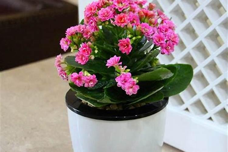 给长寿花促花用什么催花肥