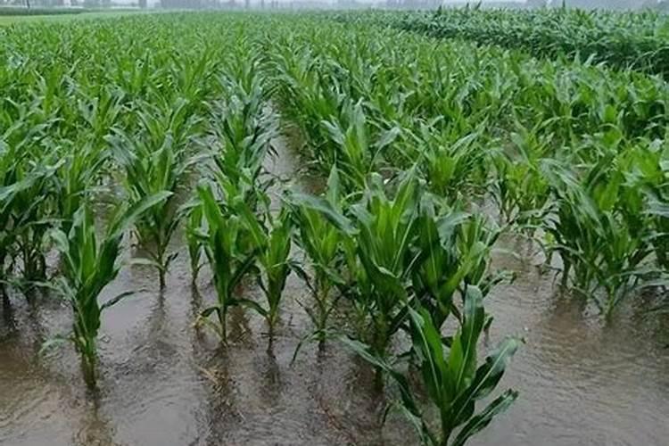 玉米施肥后下大雨有事吗(大雨过后化肥流失需要补充吗)