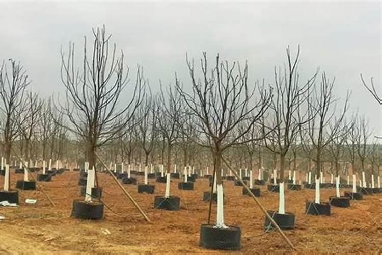 三 四份香樟树施什么肥